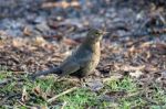 Female Blackbird (turdus Merula) On The Ground Stock Photo