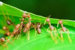 Weaver Ants Or Green Ants (oecophylla Smaragdina) Stock Photo