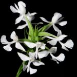 Habaenaria Dentata Orchid Stock Photo