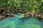 Mangrove Forests Stock Photo