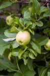 Apple On Branch-england Stock Photo