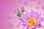 Lotus Flower Stock Photo