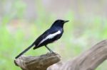 Male Oriental Magpie-robin Stock Photo