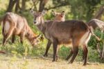 Defassa Waterbuck Antelope In Ngorongoro Stock Photo