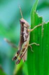 Grasshopper Perching On A Leaf Stock Photo