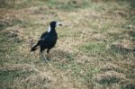 Australian Magpie Outdoors Stock Photo