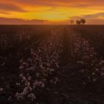 Cotton Field In Oakey, Queensland Stock Photo