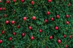 Decorated Christmas Tree With Electric Light And Christmas Balls Stock Photo