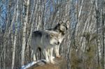 2 Gray Wolves In The Snow Stock Photo