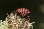 Graphosoma Lineatum Stock Photo