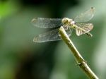 Green Dragonfly Stock Photo