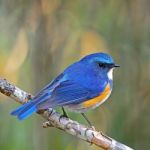 Male Himalayan Bluetail Stock Photo