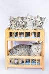 Mother Cat With Four Youngs In Bed Stock Photo