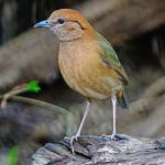 Male Rusty-naped Pitta Stock Photo