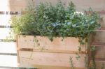 Freshly Aroma Herbs Growing In The Garden Stock Photo