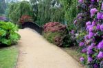 Sheffield Park, Sussex/uk - June 11 : Rhodendrons In Sheffield P Stock Photo