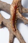 Centipede Stock Photo