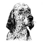 English Setter Stock Photo