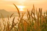 Landscape Of Fog And Grass Stock Photo