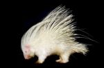 Albino Porcupine Isolated Stock Photo