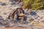 Giant Turtle In Darwin Center, Galapagos Stock Photo