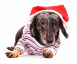 Dog With Santa Hat Stock Photo