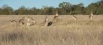 Kangaroos In The Countryside Stock Photo