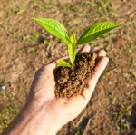 Seedling In Hand Stock Photo