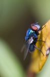 Blow Fly Stock Photo