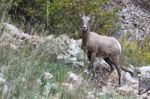 Bighorn Sheep (ovis Canadensis) Stock Photo