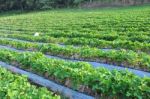 Strawberry Field Stock Photo