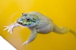 Frog In Pond Stock Photo