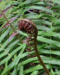 Sprout Of Fern Stock Photo