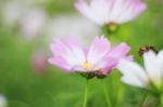 Cosmos On Green Nature Stock Photo