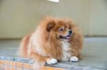 Fluffy Brown Dog Stock Photo