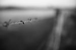 Rusted Sharp Timber And Metal Barb Wire Fence Stock Photo