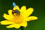 Bee On Flower Stock Photo