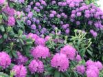 Rhododendron,flowers Stock Photo