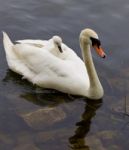 The Cute Chick On The Back Of The Swan Stock Photo