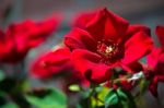 Red Dog Rose Stock Photo