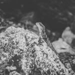 Water Dragon Outside During The Day Stock Photo