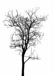 Dead Tree Without Leaves Isolated Stock Photo