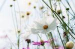 White Cosmos With Sky Stock Photo