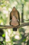 Two Colourful Doves Resting Outside On A Branch Stock Photo