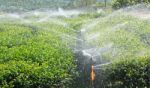 Watering In Tea Garden Stock Photo