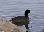 Beautiful Picture With Funny Weird American Coot In The Lake Stock Photo