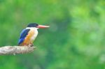 Black-capped Kingfisher Stock Photo