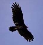 Isolated Picture With A Vulture In The Sky Stock Photo