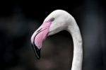 Flamingo Stock Photo