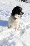 Spaniel Sitting In The Snow Stock Photo